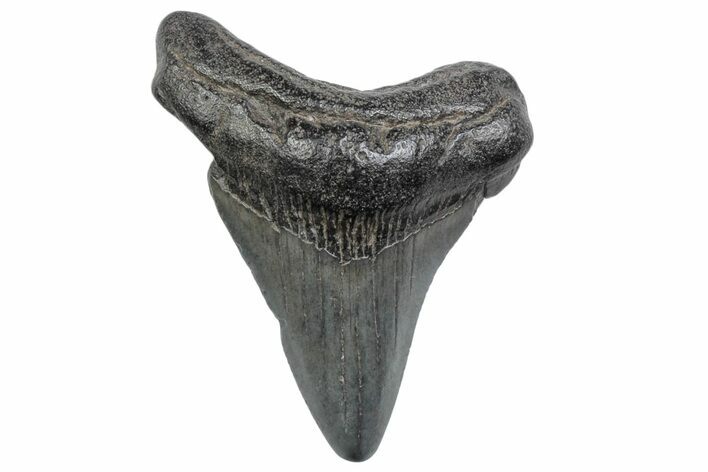 Juvenile Megalodon Tooth - South Carolina #370170
